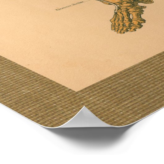 1888骨格筋解剖学ヴィンテージポスター ポスター (角)