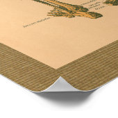 1888骨格筋解剖学ヴィンテージポスター ポスター (角)