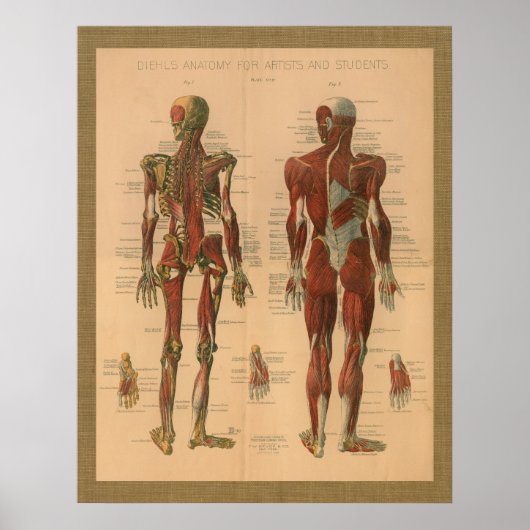 1888 Skeletal Muscle Anatomy Vintage Poster ポスター (正面)