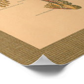 1888 Skeletal Muscle Anatomy Vintage Poster ポスター (角)