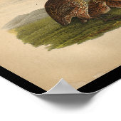 1890バードプリントボブホワイトウズユ ポスター (角)