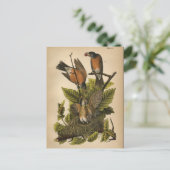 1890バードロビン葉書 ポストカード (スタンド正面)