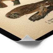 1890年バードフクロウプリント ポスター (角)