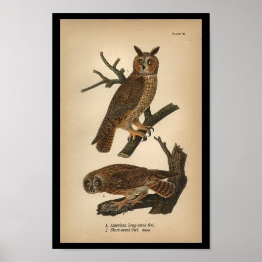 1890年バードフクロウプリント ポスター (正面)