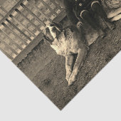 1890年代の少年が聖バーナードの犬の写真に座る 薄葉紙 (詳細)