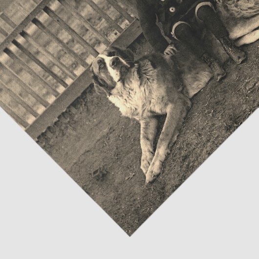 1890年代の少年が聖バーナードの犬の写真に座る 薄葉紙 (詳細)