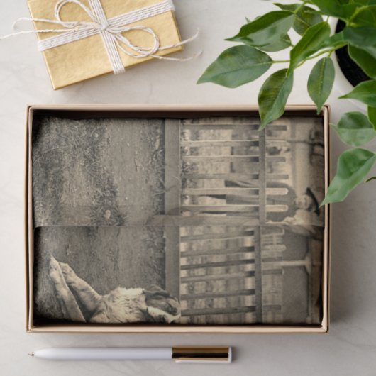 1890年代の少年が聖バーナードの犬の写真に座る 薄葉紙 (ギフト)