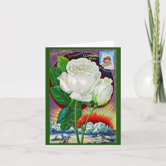 1890年代バラカタログイラストレーションホワイトローズ ノートカード (正面)