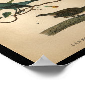 1890鳥のプリントインディゴバンティング ポスター (角)