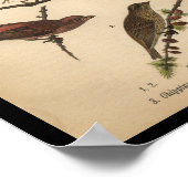 1890鳥のプリントソングスパロー ポスター (角)