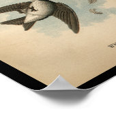 1890鳥のプリントホワイトベリーズのツバメ ポスター (角)