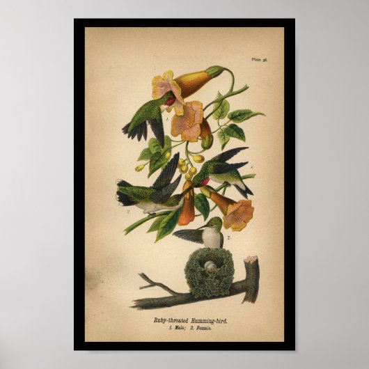 1890鳥のプリントルビーを使ったハミングバード ポスター (正面)