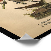 1890鳥のプリント白い水切り雀 ポスター (角)