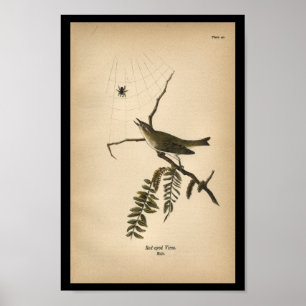 1890鳥のプリント赤い目のVireo ポスター