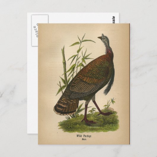 1890鳥の野生の七面鳥はがき ポストカード (正面/裏面)