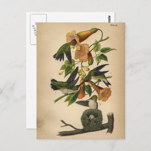 1890鳥はがきルビーを使ったハミングバード ポストカード (正面/裏面)