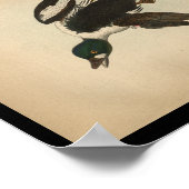 1890鳥プリントアメリカンゴールデンアイアヒル ポスター (角)