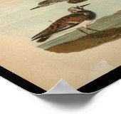 1890鳥プリントアメリカンゴールデンクローバー ポスター (角)