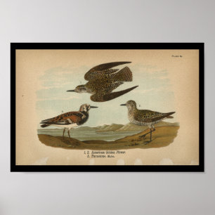 1890鳥プリントアメリカンゴールデンクローバー ポスター
