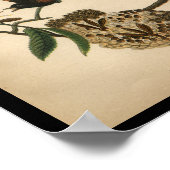 1890鳥プリントアメリカンレッドスタート ポスター (角)