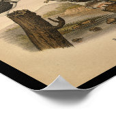 1890鳥プリントベルテッドキングフィッシャー ポスター (角)