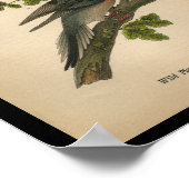 1890鳥プリントモーニング鳩 ポスター (角)