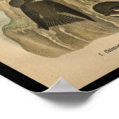 1890鳥プリント煙突スウィフト ポスター (角)