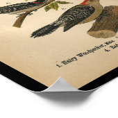 1890 Bird Print Downy Woodpecker ポスター (角)