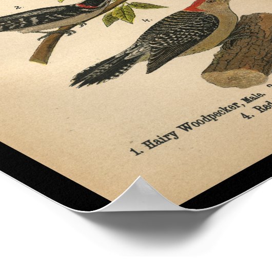 1890 Bird Print Downy Woodpecker ポスター (角)