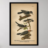 1890 Bird Print Downy Woodpecker ポスター (正面)