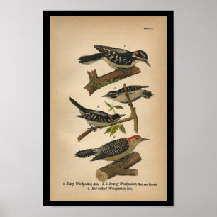 1890 Bird Print Downy Woodpecker ポスター