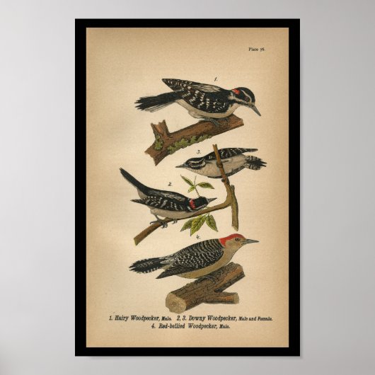 1890 Bird Print Downy Woodpecker ポスター (正面)