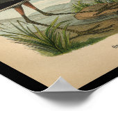 1890 Bird Print Great Blue Heron ポスター (角)