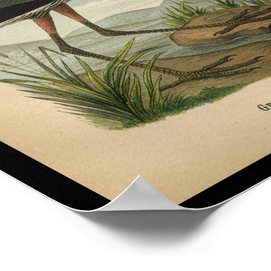 1890 Bird Print Great Blue Heron ポスター (角)