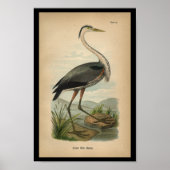 1890 Bird Print Great Blue Heron ポスター (正面)