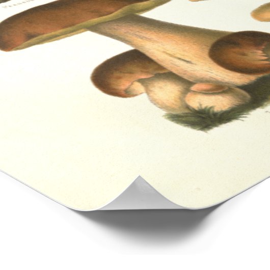 1894マッシュルーム品種プリントドイツ ポスター (角)