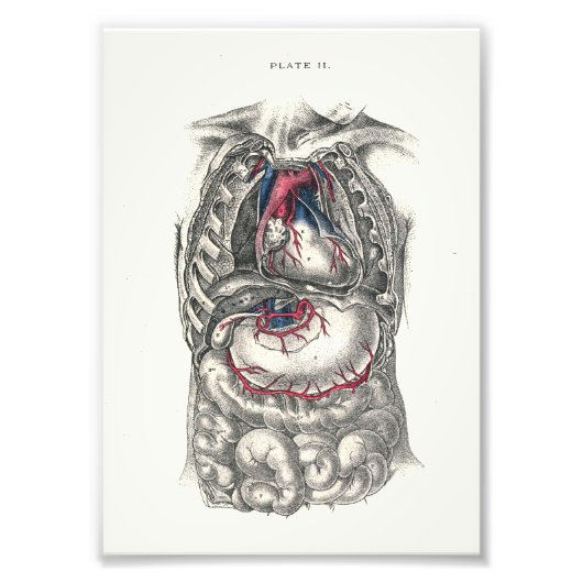 1895ヒト解剖学プリントハート フォトプリント            (正面)