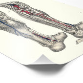 1895ヒト解剖学プリント脚 フォトプリント (角)