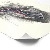 1895ヒト解剖学プリント腕腋窩 フォトプリント            (角)