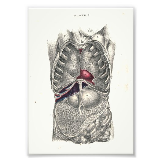 1895ヒト解剖学プリント腹部 フォトプリント            (正面)