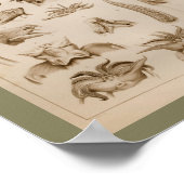 1896ヴィンテージイカタコ解剖学プリント ポスター (角)