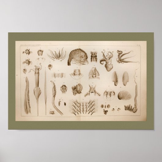 1896ヴィンテージイカタコ解剖学プリント ポスター (正面)