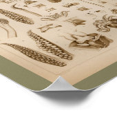 1896ヴィンテージイカタコ解剖学プリント ポスター (角)