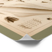 1896ヴィンテージイカ解剖学プリント ポスター (角)