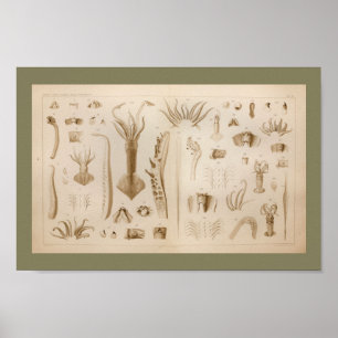 1896ヴィンテージイカ解剖学プリント ポスター