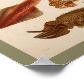 1896ヴィンテージカラタコイカプリント ポスター (角)