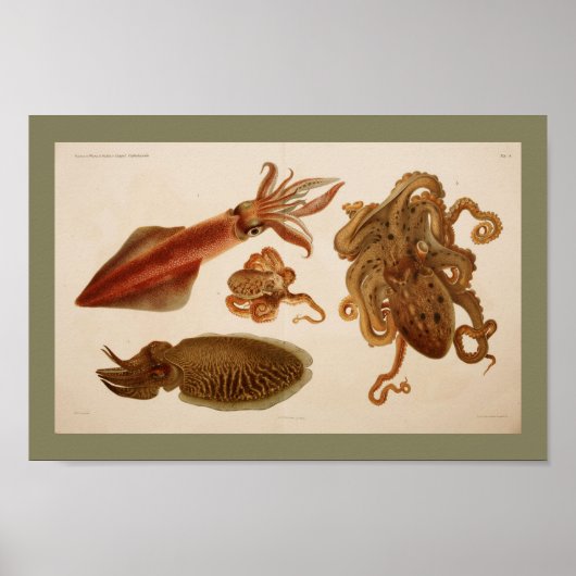 1896ヴィンテージカラタコイカプリント ポスター (正面)