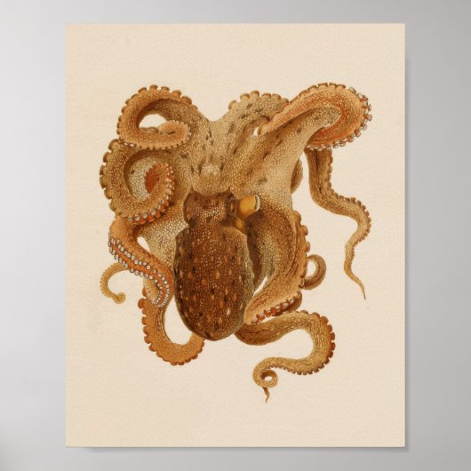 1896ヴィンテージカラタコプリント ポスター (正面)