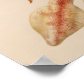 1896ヴィンテージカラーイカプリント ポスター (角)