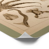 1896ヴィンテージタコ解剖学プリント ポスター (角)